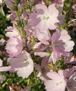 Sidalcea (Miniature Hollyhock) Spp. ‘Elsie Heugh‘ I (200 p.Carton)