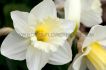 jumbo landscape pkgs daffodil narcissus trumpet mount hood 1012 10 pkgsx 50