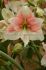 Hippeastrum Amaryllis Unique XL Flowering Grandise Fantasy 3436 cm. 30 p.Carton