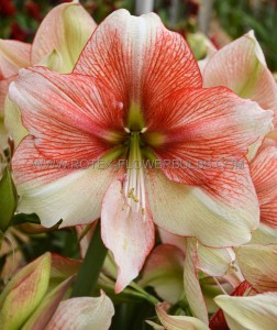 Hippeastrum (Amaryllis Unique) XL Flowering ‘Grandise Fantasy‘ 34/36 cm. (12 p.Wooden Crate) Hippeastrum (Amaryllis Unique) XL Flowering ‘Grandise Fantasy‘ 34/36 cm. (12 p.Wooden Crate)