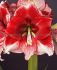 hippeastrum amaryllis unique large flowering american dream 3436 cm 6 popen top box