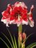 hippeastrum amaryllis unique large flowering american dream 3436 cm 30 pcarton