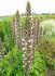 acanthus bears breeches mollis morning candle i 25 pbag