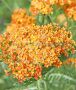 Achillea (Yarrow) Millefolium ‘Terracotta‘ I (25 p.Bag) Achillea (Yarrow) Millefolium ‘Terracotta‘ I (25 p.Bag)
