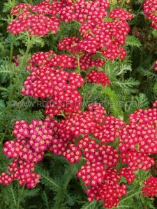 Achillea (Yarrow) Millefolium ‘Red Velvet‘ I (25 p.Bag) Achillea (Yarrow) Millefolium ‘Red Velvet‘ I (25 p.Bag)