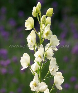 Aconitum (Azure Monkshood) Napellus ‘Album‘ I (25 p.Bag) Aconitum (Azure Monkshood) Napellus ‘Album‘ I (25 p.Bag)