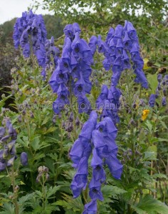 Aconitum (Monkshood) Carmichaelii ‘Arendsii‘ I (25 p.Bag) Aconitum (Monkshood) Carmichaelii ‘Arendsii‘ I (25 p.Bag)