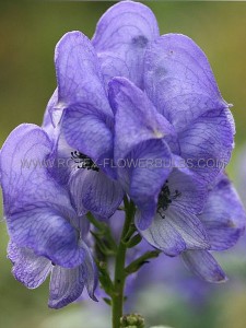 Aconitum (Monkshood) Fischeri I (25 p.Bag) Aconitum (Monkshood) Fischeri I (25 p.Bag)