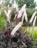 actaea bugbane racemosa chocoholic i 25 pbag