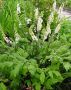 Cimicifuga (Bugbane) Racemosa I (25 p.Bag)