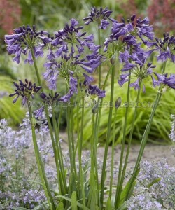 Agapanthus (African Lily) Africanus ‘Poppin Purple‘ I (150 p.Carton) Agapanthus (African Lily) Africanus ‘Poppin Purple‘ I (150 p.Carton)
