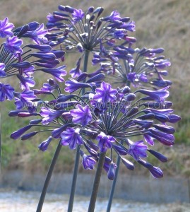 Agapanthus (African Lily) Hybrid ‘Back in Black‘ I (150 p.Carton) Agapanthus (African Lily) Hybrid ‘Back in Black‘ I (150 p.Carton)