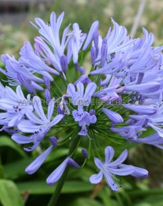 Agapanthus (African Lily) Hybrid ‘Swedish Blue‘ I (150 p.Carton) Agapanthus (African Lily) Hybrid ‘Swedish Blue‘ I (150 p.Carton)
