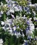 Agapanthus (African Lily) Hybrid ‘Twister‘ I (25 p.Bag)
