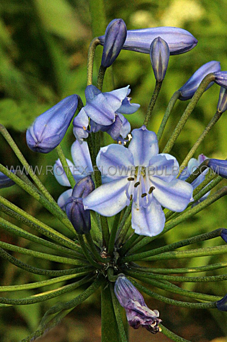 agapanthus lily of the nile blue donau i 15 pkgsx 1