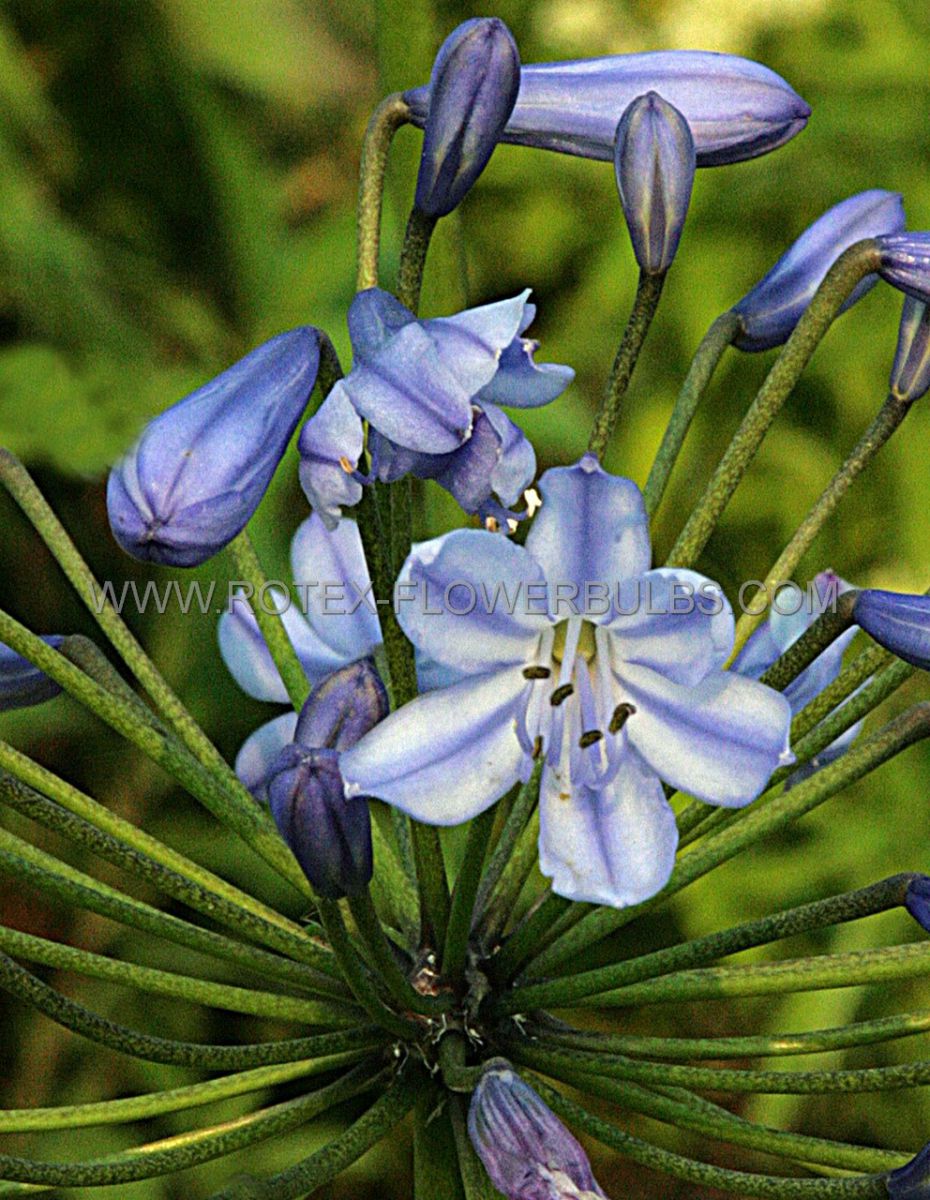 agapanthus lily of the nile blue donau i 25 popen top box