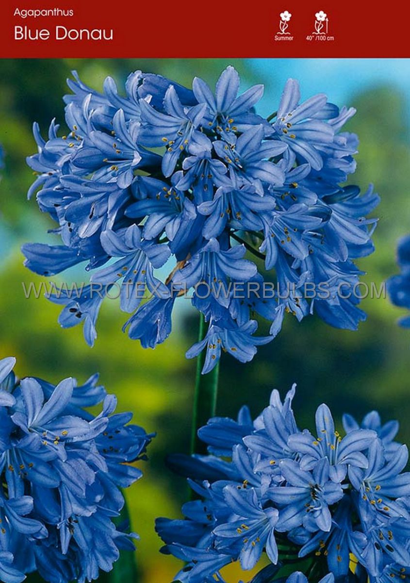 agapanthus lily of the nile blue donau i 25 popen top box