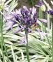 Agapanthus (African Lily) Hybrid ‘Silver Moon‘ I (25 p.Bag)