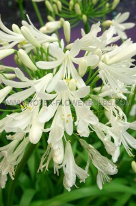 AGAPANTHUS (LILY OF THE NILE) ‘WHITE‘ I (25 P.OPEN TOP BOX)