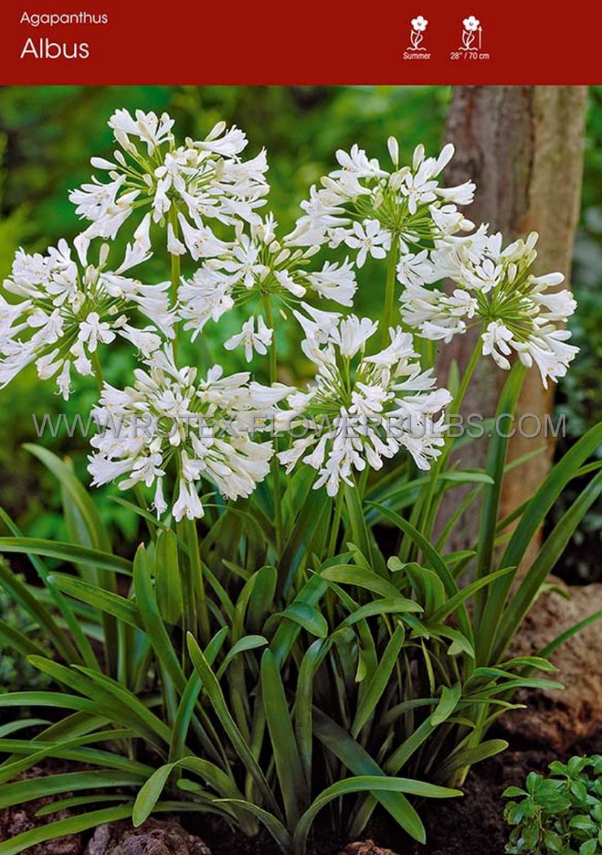 agapanthus lily of the nile white i 25 popen top box