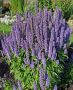 Agastache (Anise Hyssop) hybrid ‘Blue Fortune‘ I (25 p.Bag) Agastache (Anise Hyssop) hybrid ‘Blue Fortune‘ I (25 p.Bag)
