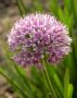 Allium (Ornamental Onion) Senescens I (25 p.Bag) Allium (Ornamental Onion) Senescens I (25 p.Bag)