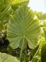 Alocasia Odora (Elephant Ear Upright) ‘Regular‘ 11“-13“ (15 p.Carton)