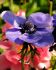Anemone Poppy Anemone Coronaria Mr. Fokker 67 cm. 50 p.Bag