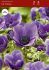 Anemone Poppy Anemone Coronaria Mr. Fokker 67 cm. 50 p.Bag