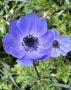 Anemone (Poppy Anemone) Coronaria ‘Mr. Fokker‘ 6/7 cm. (50 p.Bag)