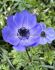 Anemone Poppy Anemone Coronaria Mr. Fokker 67 cm. 50 p.Bag