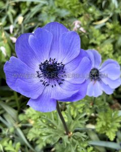 Anemone (Poppy Anemone) Coronaria ‘Mr. Fokker‘ 6/7 cm. (5000 p.Carton) Anemone (Poppy Anemone) Coronaria ‘Mr. Fokker‘ 6/7 cm. (5000 p.Carton)