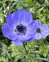 Anemone (Poppy Anemone) Coronaria ‘Mr. Fokker‘ 6/7 cm. (5000 p.Carton)