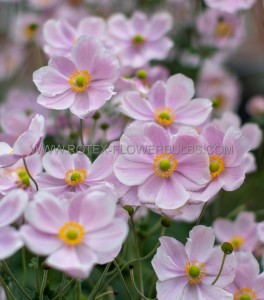 Anemone (Windflower) Hupehensis ‘Praecox‘ I (200 p.Carton) Anemone (Windflower) Hupehensis ‘Praecox‘ I (200 p.Carton)