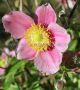 Anemone (Windflower) Hupehensis ‘September Charm‘ I (25 p.Bag) Anemone (Windflower) Hupehensis ‘September Charm‘ I (25 p.Bag)