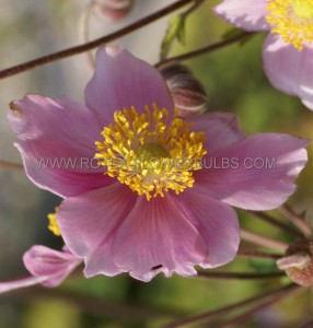 Anemone (Windflower) Tomentosa ‘Robustissima‘ I (200 p.Carton)