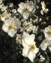 Anemone (Windflower) x Hybrida ‘Andrea Atkinson‘ I (25 p.Bag) Anemone (Windflower) x Hybrida ‘Andrea Atkinson‘ I (25 p.Bag)