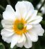 Anemone Windflower x Hybrida Whirlwind I 25 p.Bag