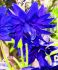 aquilegia columbine vulgaris blue barlow i 25 pbag