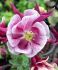 aquilegia columbine vulgaris winky double rose white i 25 pbag