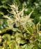 Aruncus Goats Beard Dioicus I 25 p.Bag