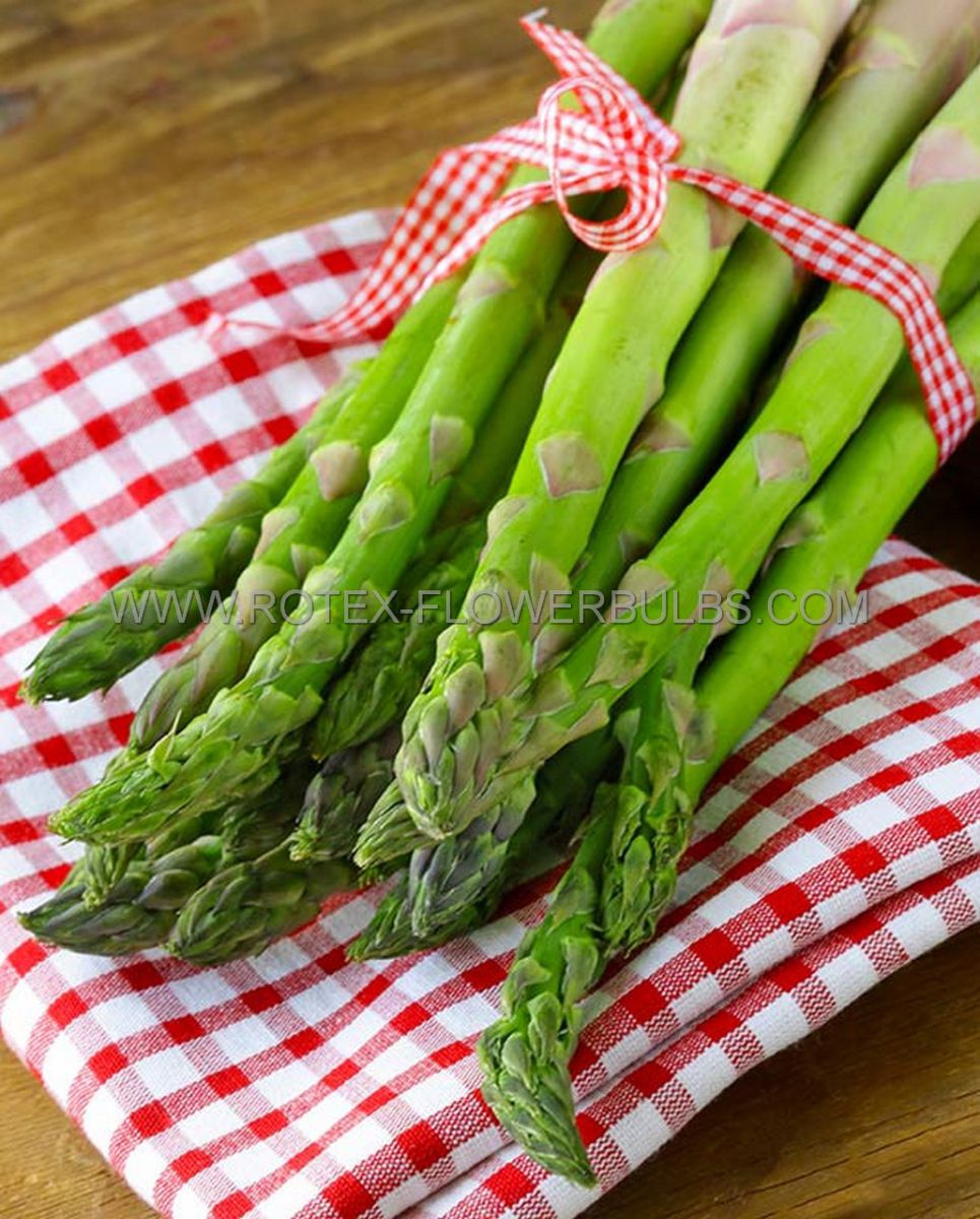 asparagus mary washington 2yr as101 96 pcase