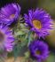 aster michaelmas daisy novaeangliae purple dome i 25 pbag