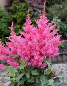 ASTILBE ARENDSII ‘DRUM AND BASS‘ 2/3 EYE (25 P.BAG)