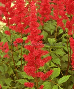 ASTILBE ARENDSII ‘FANAL‘ 2/3 EYE (25 P.OPEN TOP BOX)