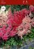 astilbe arendsii mix 23 eye 25 popen top box