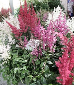 ASTILBE ARENDSII ‘MIX‘ 2/3 EYE (25 P.OPEN TOP BOX)
