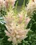 Astilbe (False Spirea) Chinensis ‘Milk and Honey‘ 2/3 Eye (25 p.Bag) Astilbe (False Spirea) Chinensis ‘Milk and Honey‘ 2/3 Eye (25 p.Bag)