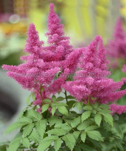 ASTILBE CHINENSIS ‘VISIONS IN PINK‘ ® 2/3 EYE (25 P.BAG)