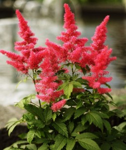 ASTILBE CHINENSIS ‘VISIONS IN RED‘ ® 2/3 EYE (25 P.BAG)